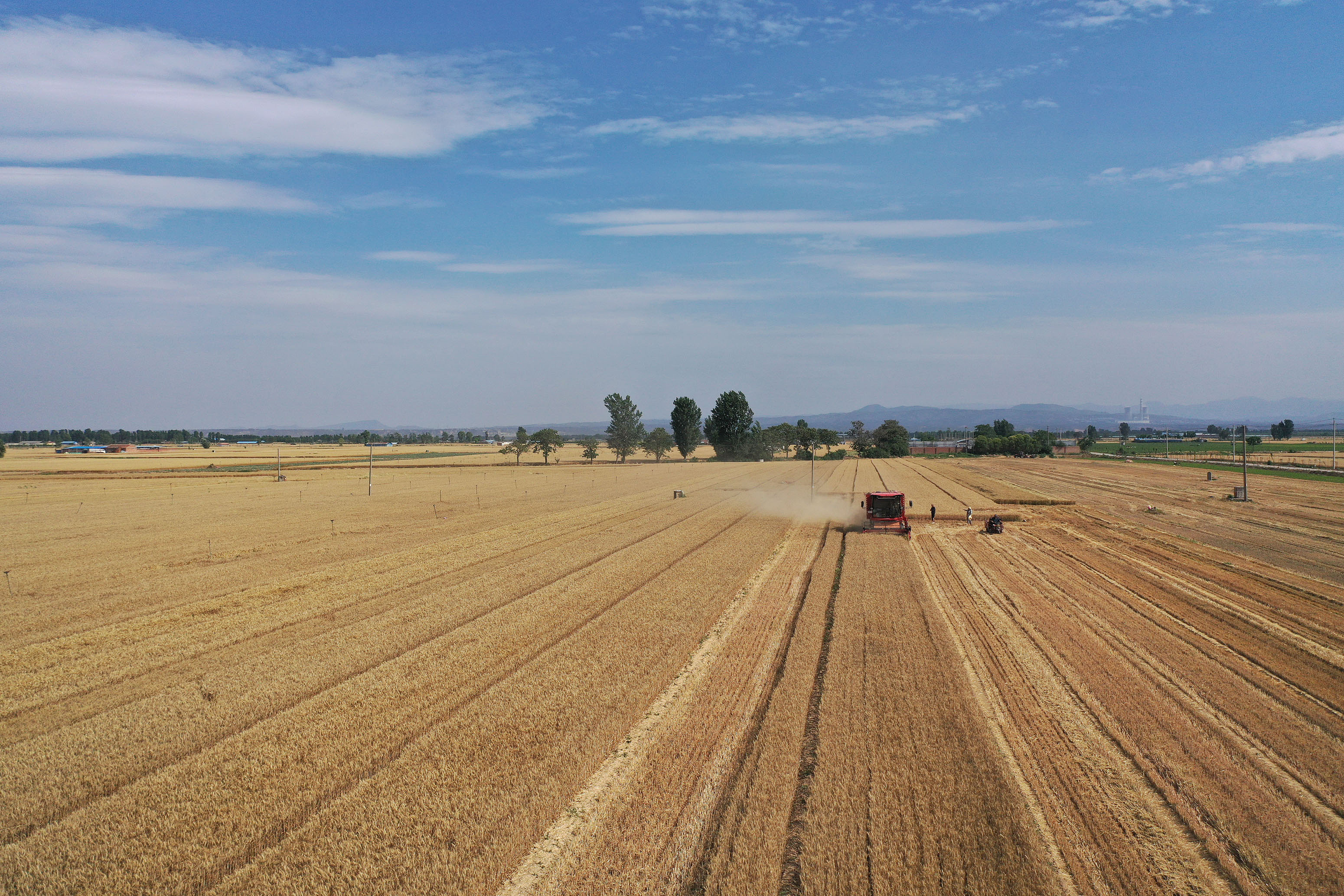 2025年6月3日，河南焦作，溫縣黃河街道灘王莊村農(nóng)民駕駛收割機(jī)收獲小麥。