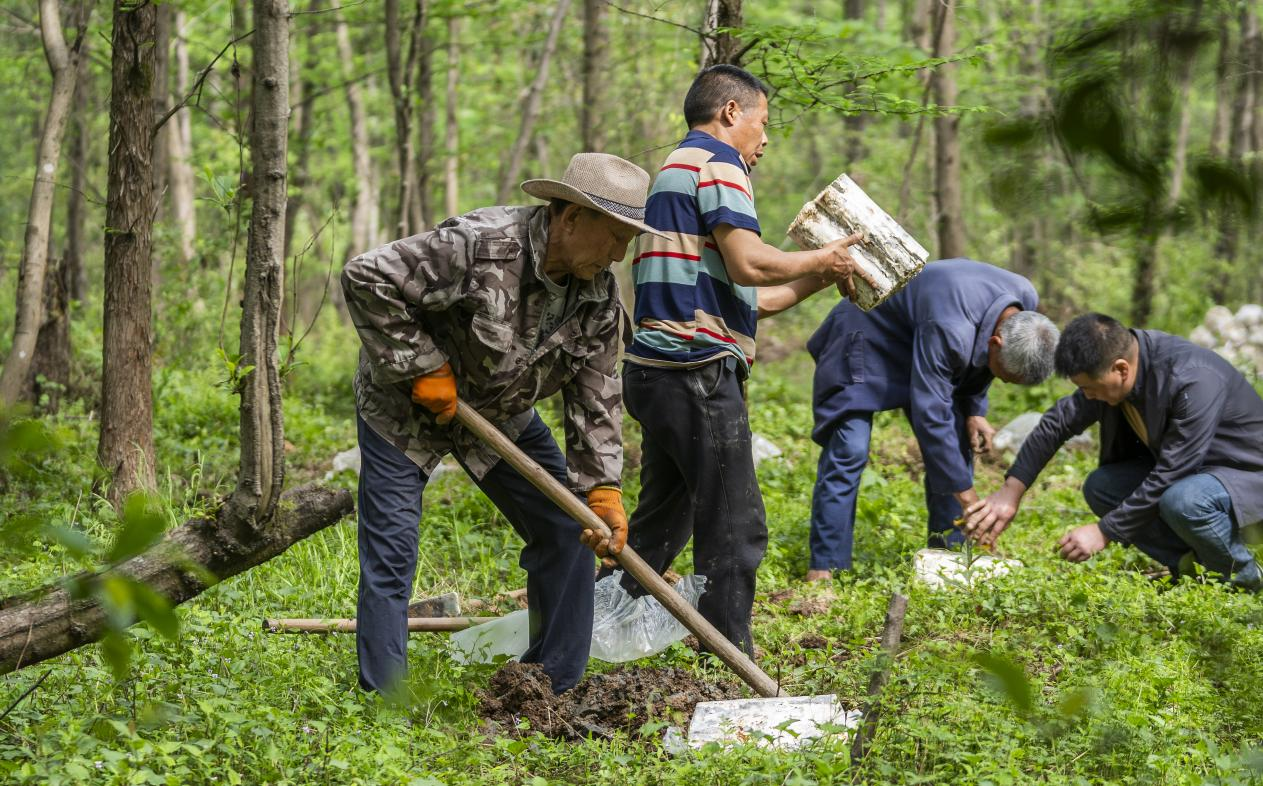 2025年4月16日，江西新余，仙女湖區(qū)河下鎮(zhèn)花園村林場(chǎng)，人們正在搬運(yùn)、栽植靈芝菌棒。
